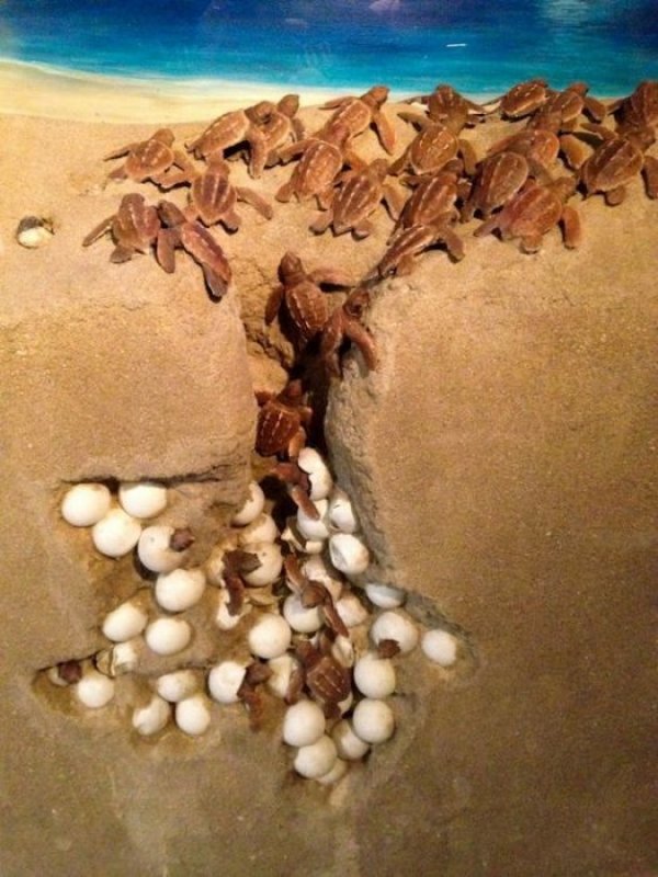 Vahi yaamdan kareler