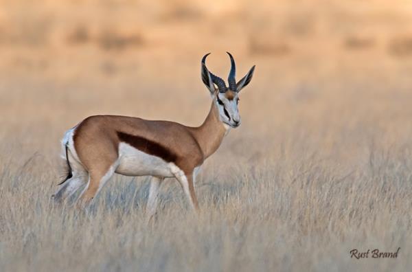 Vahi yaamdan kareler