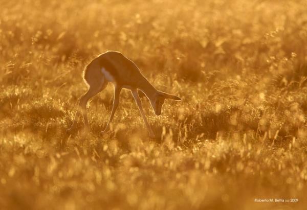 Vahi yaamdan kareler