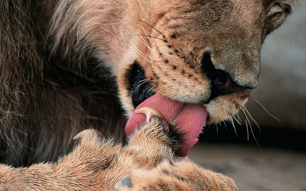 Vahi yaamdan kareler