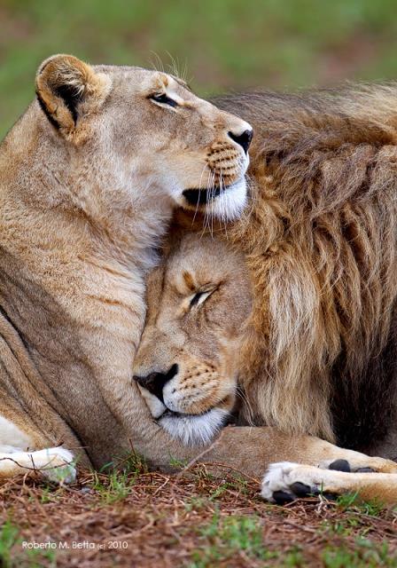 Vahi yaamdan kareler