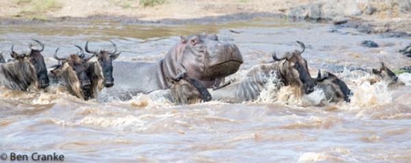 Vahi yaamdan kareler