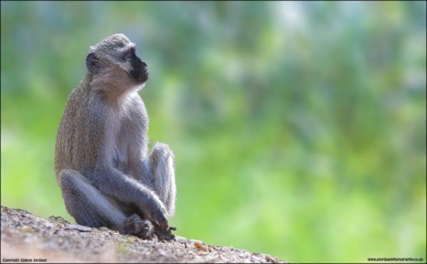 Vahi yaamdan kareler