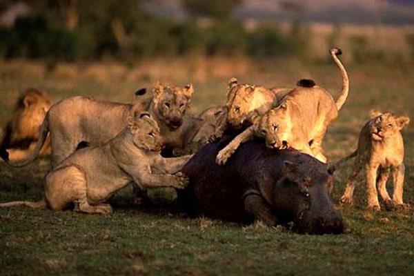 Vahi yaamdan kareler