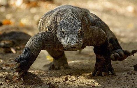 Vahi yaamdan kareler