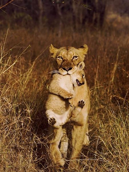 Vahi yaamdan kareler