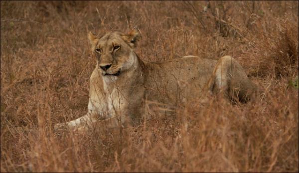 Vahi yaamdan kareler