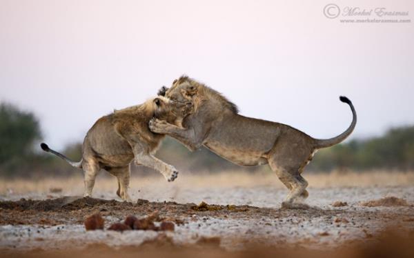 Vahi yaamdan kareler