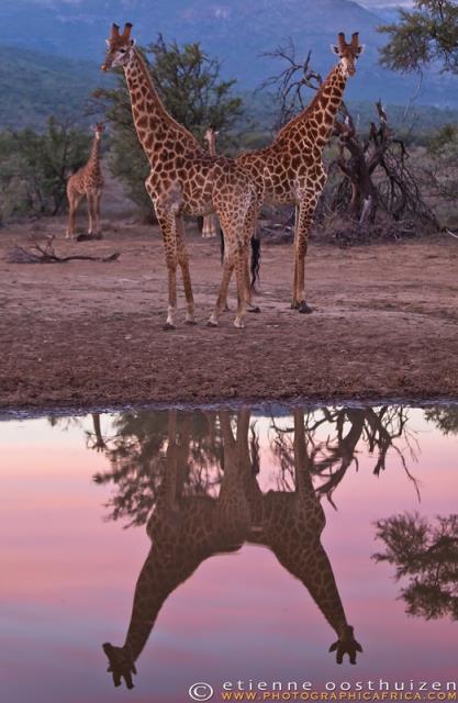 Vahi yaamdan kareler