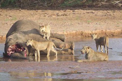 Timsahn sol bacandan tutup evirip kanatmalarna ramen mcadele devam ediyor. Bire kar  olmasna ramen kimse bu durumun asanlar iin kolay olduunu syleyemez.