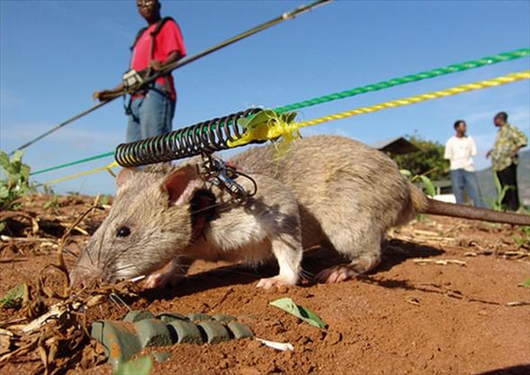 Mayn bulunca kazmaya balyor