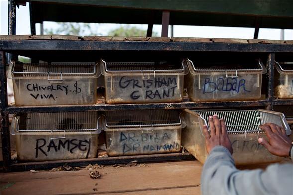 Her bir farenin zel ad ve grevi var.