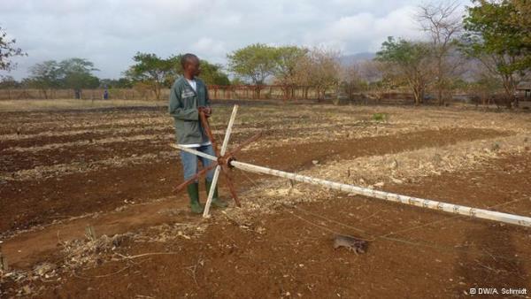 Fareler, bir alan sistematik olarak tarayacak ekilde eitiliyor. ki yetitirici gzetiminde, bir boruya bal olarak bir utan dierine ilerleyen fareler tm alanda arama yapyor. Farelere ilk olarak metal kaplara konan dinamit koklatlarak, patlayc eitimi veriliyor.