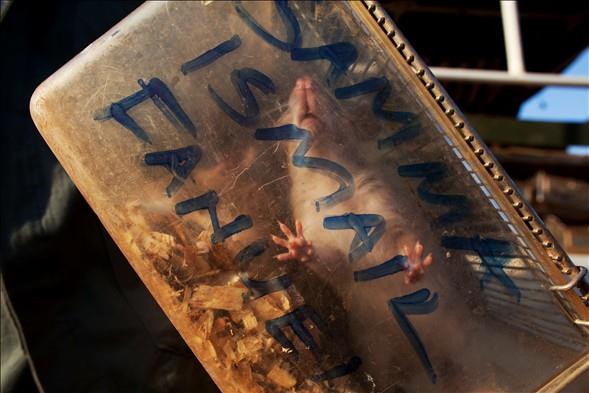 Oysa maynlar koklayarak arayan fareler o kadar kk ki, mayn arama ve bulma ilemi srasnda, hi bir fare lmyor.