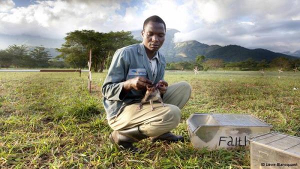 Mayn avcs fareler 2000 ylndan bu yana, Tanzanya'daki Sokoine niversitesi'nde eitiliyor. Proje, bandan bu yana Belikal sivil toplum kuruluu APOPO tarafndan yrtlyor. Daha yavruyken dinamit koklatlarak eitilmeye balayan fare ve sanlar, eitli testleri gemeleri durumunda greve balyor. 'Kahraman fareler', ilk kez 2006 ylnda Mozambik'te mayn temizlemeye balad.