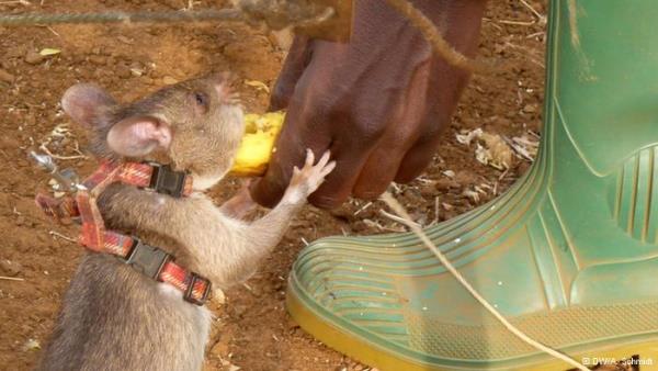 Eitim srasnda mayn bulan fare, fotoraftaki gibi bir para muz ile ya da sevdii baka bir yiyecekle dllendiriliyor. Eitimli bir fare bir gnde 400 metrekarelik bir alan tarayabiliyor. Uzman bir kiinin, metal detektrlerle bu byklkte bir alan taramas ise iki haftay buluyor.