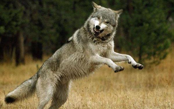 O zamandan beri bu vahi hayvanlar ailenin korunan sevgili ev hayvanlar oldu.