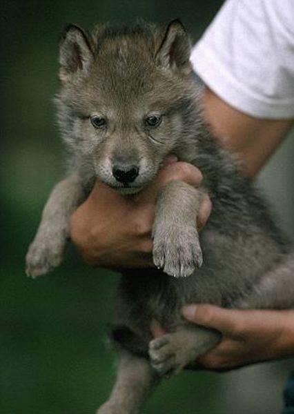 sterseniz bu aileyi kurtlarla ilgilenirken seyredebilirsiniz, tabi ortalama yerel bir kpei seyreder gibi.