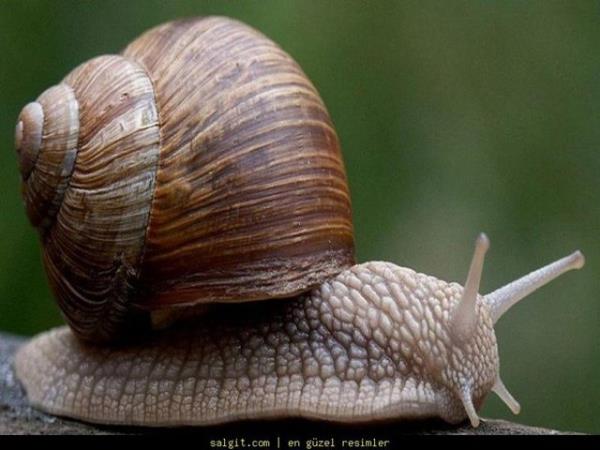 Smklbceklerin drt tane burnu vardr.