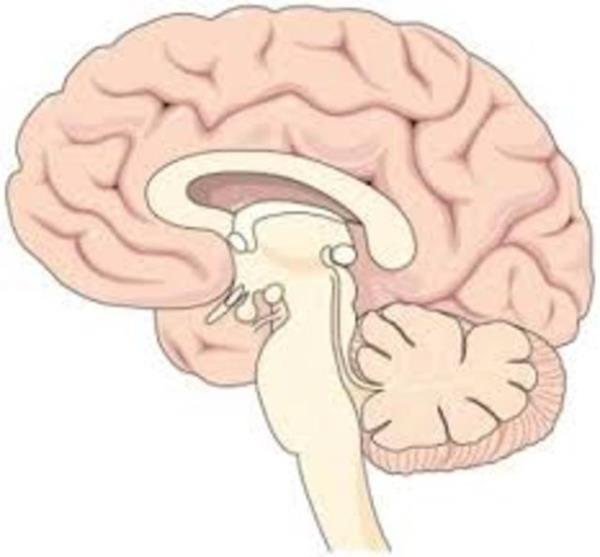 nsanlar beyinlerinin %10'unu kullanrlar.