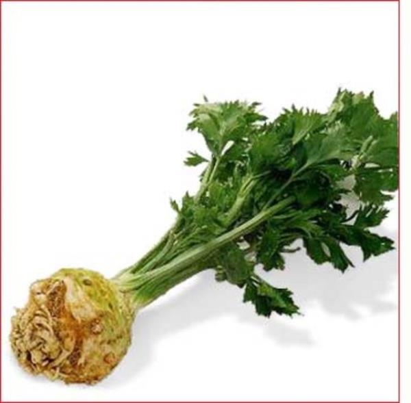 Kereviz yerken harcanan kalori, kerevizin iindeki kaloriden daha fazladr.