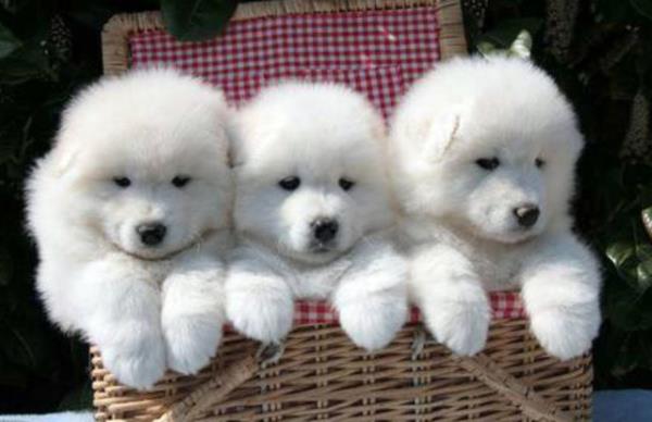 Kpeklerin ter bezleri ayaklarndadr.