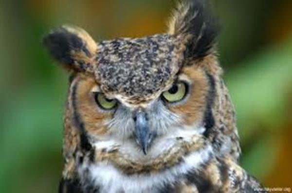 Baykus mavi rengi gorebilen tek kustur.