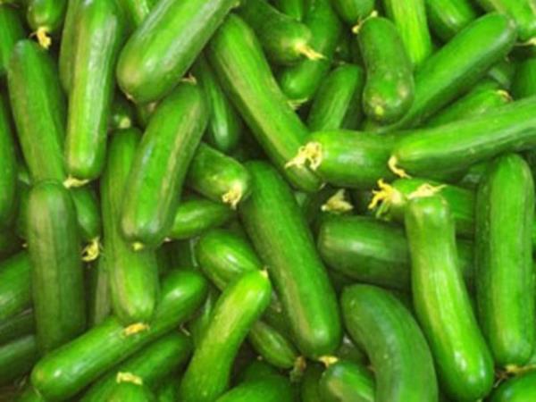 Salataln yzde 96's sudur.