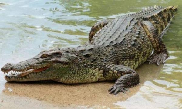 Timsahlar renk krdr.