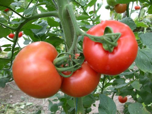 <p><b>DOMATES:</b></p> zellikle hafif pimi tketilmesi prostat problemlerinden yzde 40 orannda korur. Domatesin iindeki likopen akcier, kolon, meme kanserini de engeller.