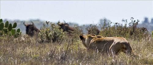 Gney Afrika?daki koruma altndaki bir parkta yaanan lm-kalm mcadelesi objektiflere yansd.