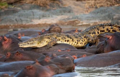 Bir su aygr srs iindeki yavruyu gzne kestiren timsah, kestirme olarak dier su aygrlarnn zerinde yryerek avna yaklamaya balad. Ancak kzgn su aygrlar, timsaha bu ans tanmad.
