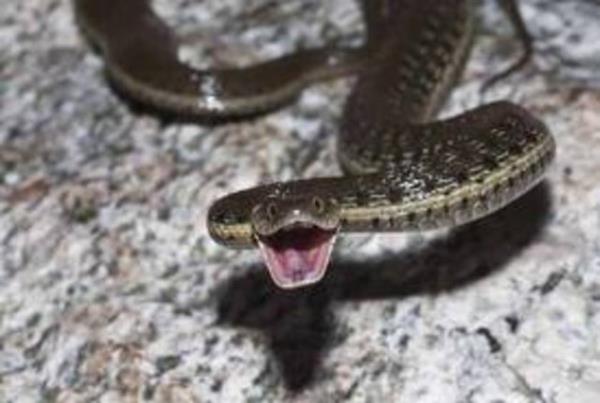 YILAN: Aratrmalara gre en yaygn fobi ylan fobisi.stelik ocuk ve yetikinler zerinde ayr ayr yaplan incelemelere gre kurbaa iek gibi zararsz objelere gre ylan imajn ok daha hzl ayrt edebiliyor.