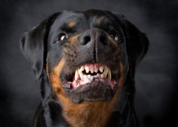 KPEK: En ufak kani cinsinden iri Alman oban kpeine, insann en iyi dostu olduu sylenen kpekler Kynophobia ad verilen kpek fobisi olan insanlar korkutmaya devam ediyor.