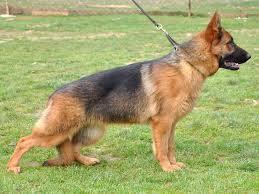 Tipik olarak, insanlar kpek korkusunu daha nce srlmalar veya srlan birini yakndan grmeleri sonucu doduunu iddia etme eilimindeler.