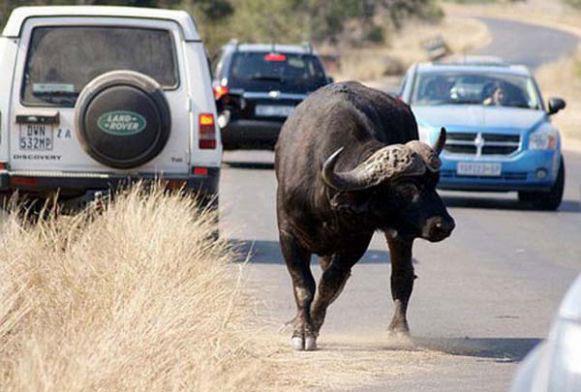 <p>G�ney Afrika do�a park�nda inan�lmaz anlar ya�and�.</p>    Bufaloyu tek hamlede yakalamay� ba�aran aslan, bir anl�k dikkatsizli�i nedeniyle bufaloyu elinden ka��rd�.