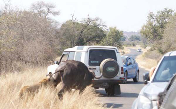 Bir s�re bufalonun pe�inden ko�an aslan, bufaloyu trafi�in i�lek oldu�u yola kadar yakalamaya �al��t�.