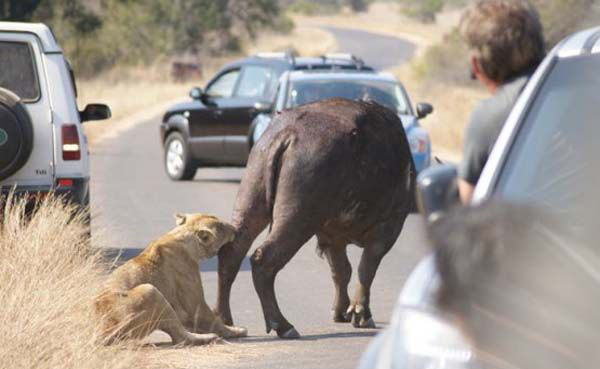 Bufalo trafi�in ortas�nda beklerken aslan, beklenmedik bir hamleyle bufaloyu tekrar yakalad�.