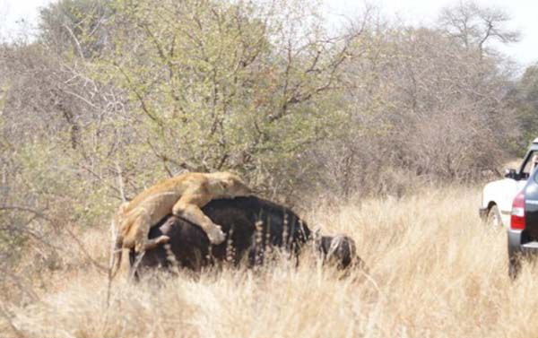 ��te o inan�lmaz bufalo aslan m�cadelesinin foto�raflar�...