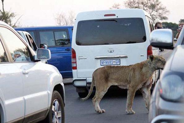 Yo�un trafik nedeniyle ka�amayaca��n� anlayan bufalo, trafi�in ortas�nda kald�.