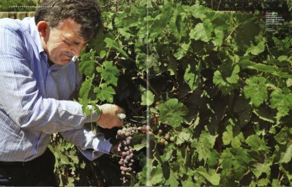 Kklnde kardeleriyle birlikte diktii zm balarndan Ankara'ya gtrmek zere salkmlar toplarken. (Kayseri-29 Austos 2010)