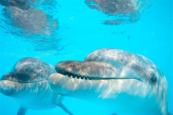 Bu hayvanlara baylacaksnz.