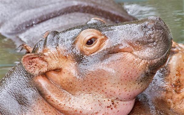 Bu hayvanlara baylacaksnz.