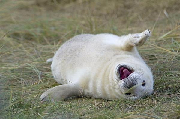 Bu hayvanlara baylacaksnz.