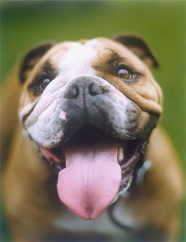 Bu hayvanlara baylacaksnz.