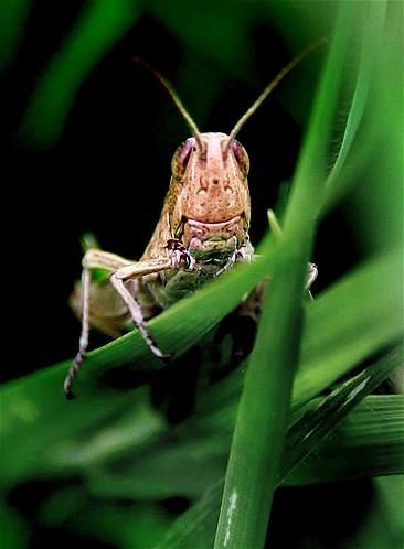 Bu hayvanlara baylacaksnz.