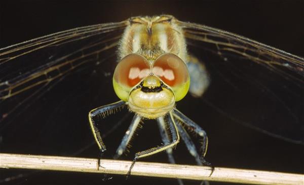 Bu hayvanlara baylacaksnz.