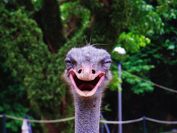 Bu hayvanlara baylacaksnz.