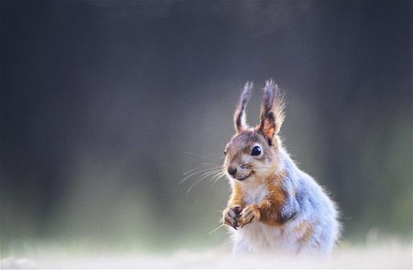 Bu hayvanlara baylacaksnz.