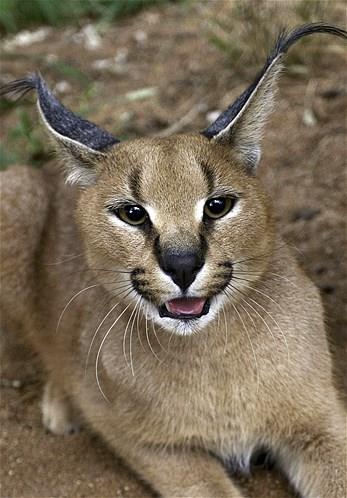 Bu hayvanlara baylacaksnz.